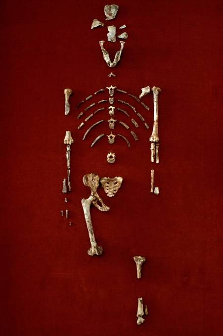 Ostatky Lucy, zástupkyně druhu Australopithecus afarensis