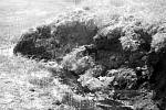 Zdevastovaná krajina sibiřské tajgy po pádu tunguzského meteoritu