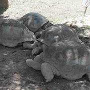 Obří želvy žily původně i na Mauriciu, ale postihl je stejný osud jako doda. Tyhle jsou dovezeny ze Seychelských ostrovů.