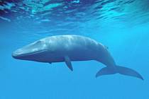 Diskuse o hře Modrá velryba jsou mezi dětmi populární