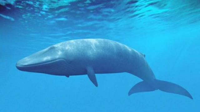 Diskuse o hře Modrá velryba jsou mezi dětmi populární