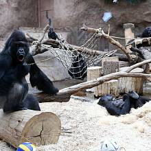 Jedním z velkých úspěchů Zoo Praha je rozrůstající se gorilí rodinka.