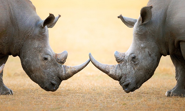 Afričtí nosorožci mají smůlu – jsou zabíjeni pytláky i lovci trofejí.