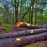 Za krádež dřeva hrozily v minulosti vysoké tresty.