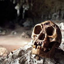 Lebka Homo floresiensis