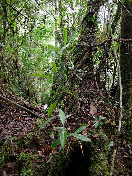 Nepenthes pudica, nová masožravá rostlina objevená Čechy na Borneu.