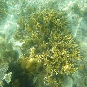 Pod hladinou u korálového útesu
