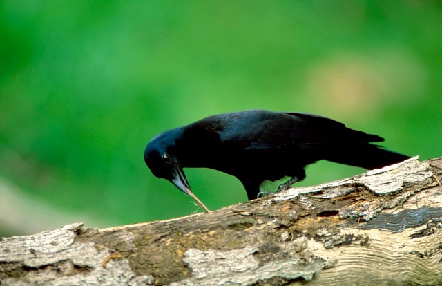 Vrána novokaledonská používá opracovaný klacík k vytahování larev ze stromu.