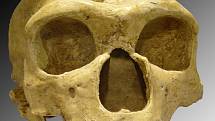 Lebka neandertálce má proti lebce moderního člověka výrazné nadočnicové oblouky a nízké čelo
