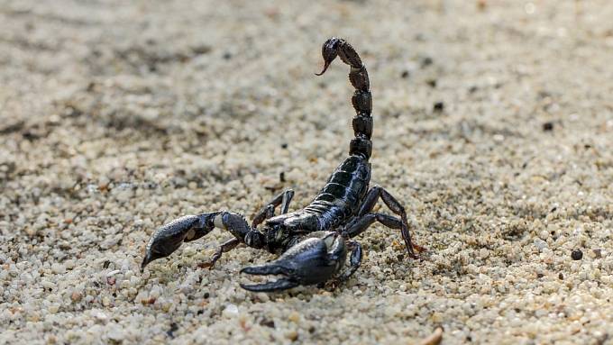 Škorpion - ilustrační foto