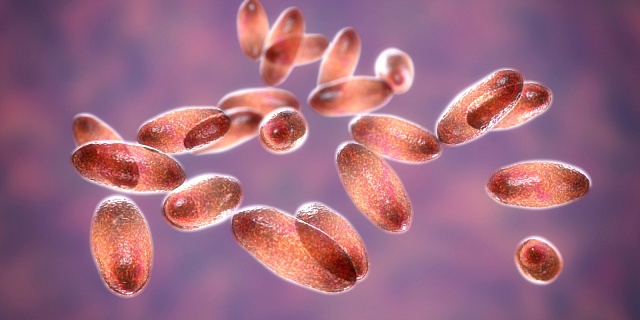 Bakterie Yersinia pestis, která způsobuje mor, je přenášena ze zvířete na člověka