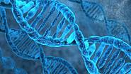 DNA se přizpůsobí životnímu prostředí velmi rychle.