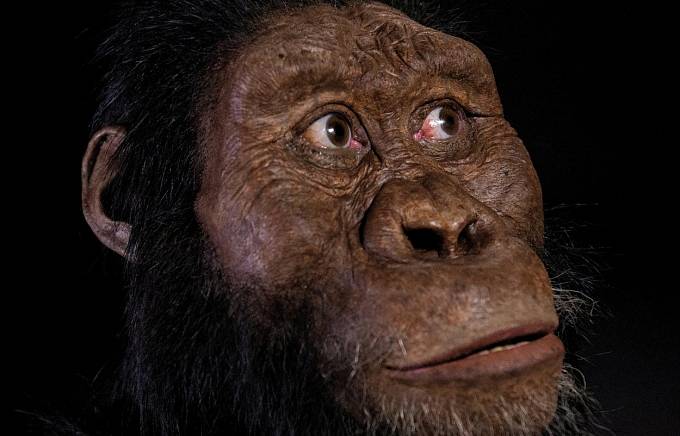 Australopithecus anamensis žil ve stejné době jako Lucy.