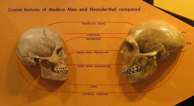 Srovnání lebky moderního člověka (vlevo) s lebkou neandrtálce