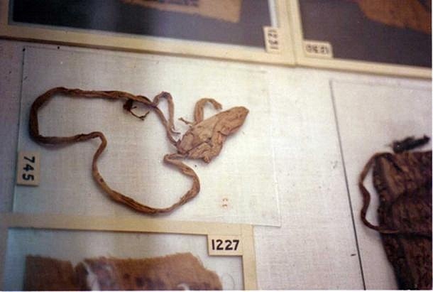 Tutanchamonův kondom, identifikovaný podle zbytků DNA.