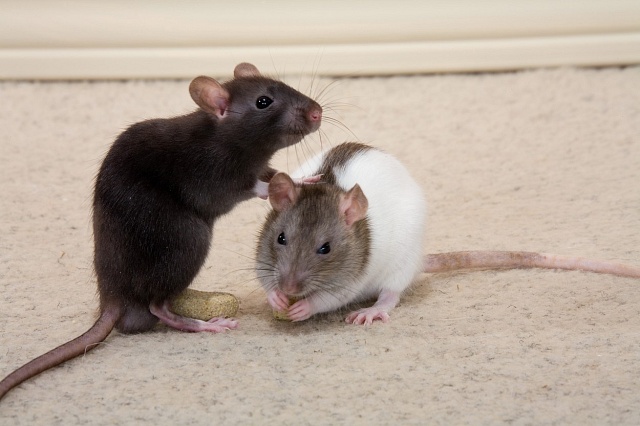 Pokus na myších dokázal, že se traumata v rodinách dědí.