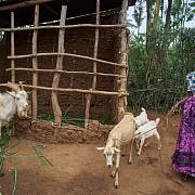 Unicef spouští kampaň na podporu nákupu domácích zvířat pro Rwandu