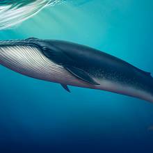 Tajmené zvuky v Mariánském příkopu patří kosticovým velrybám.