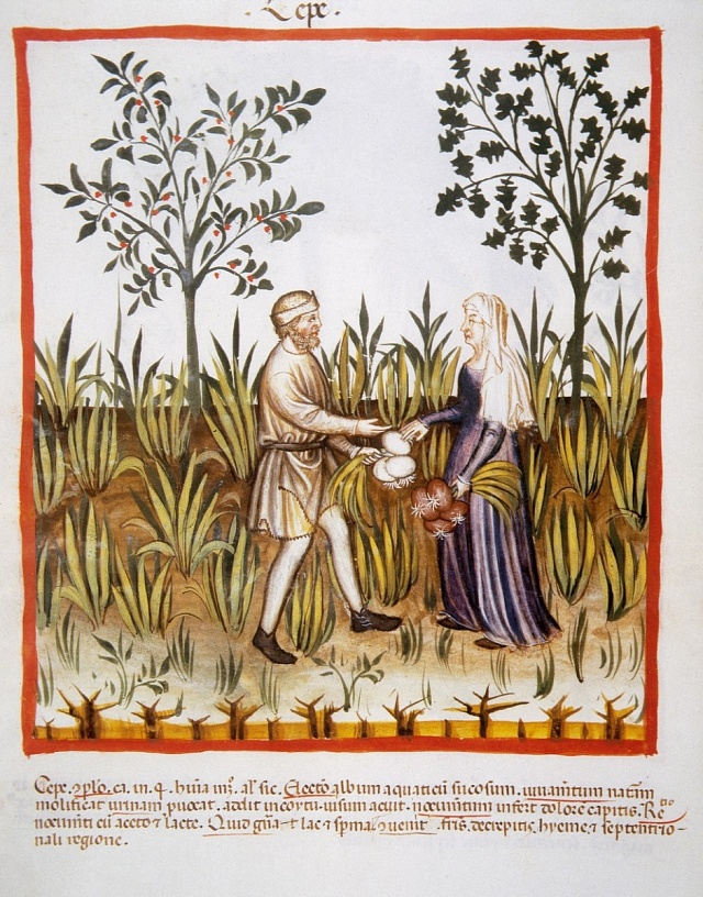 Sklizeň cibule ve středověku