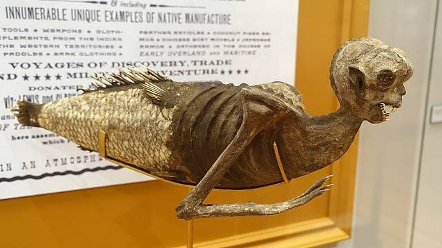 "Mořská panna" v muzeu při univerzitě v Harvardu