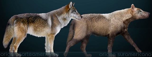 Rekonstrukce dvou poddruhů pravlka. Vlevo severoamerická forma, velmi podobná současnému vlkovi obecnému. Vpravo jihoamerická forma.