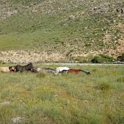 V kazašských stepích se volně prohánějí stáda koní