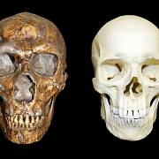 Lebka neandertálce v porovnání s lebkou Homo sapiens