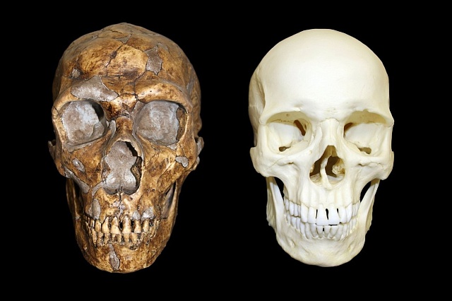 Lebka neandertálce v porovnání s lebkou Homo sapiens