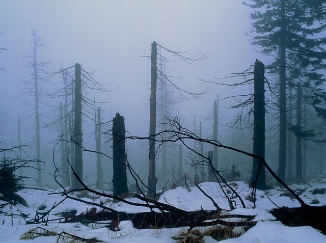 Stromy zničené kyselým deštěm v chráněném přírodním parku v Polsku