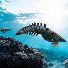 Aegirocassis, prehistorický mořský arthropod
