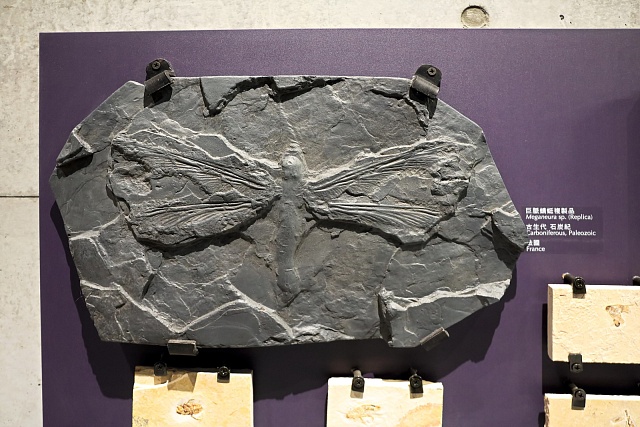 Fosilie meganeura z Taiwanu.