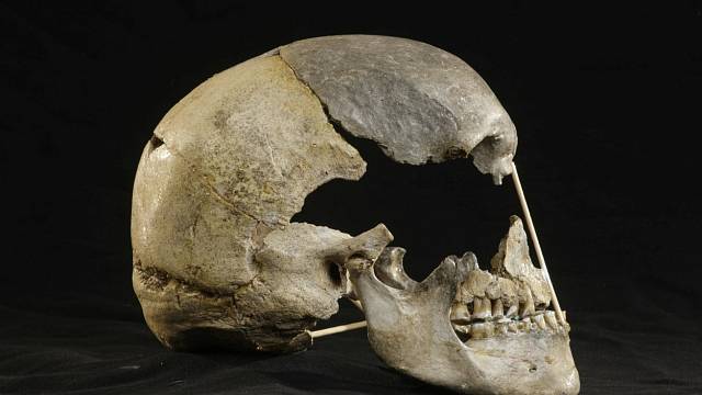 Lebka moderního člověka ženského pohlaví ze Zlatého koně. Genetické sekvenování lidských ostatků starých 45 000 let odhalilo dosud neznámou migraci do Evropy a ukázalo, že míšení s neandertálci bylo v tomto období běžnější, než se dosud předpokládalo.