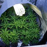 Pěstování marihuany se stává stále větším byznysem