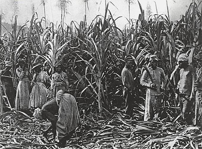 Cukrová třtina se pěstovala i sklízela pomocí otroků.