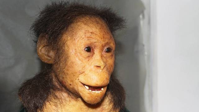 Selam druhu Australopithecus