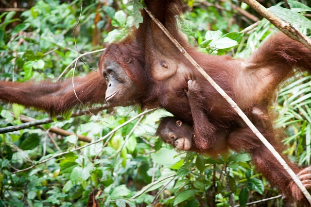 Orangutan v pralese