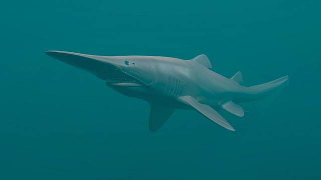 3D podoba žraloka skřetího