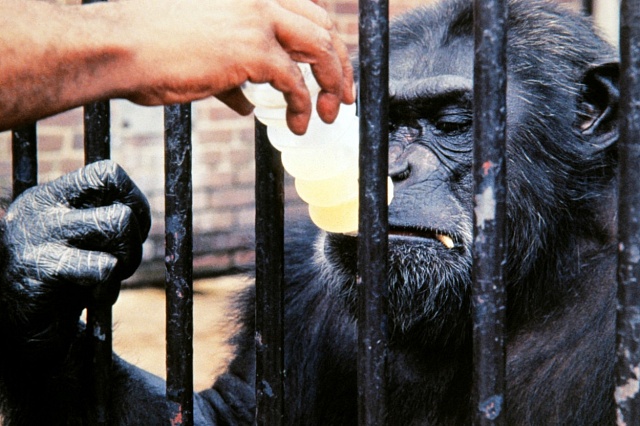 Šimpanzi jsou velmi podobní lidem. Proto Stalin podporoval Ivanovův experiment je zkřížit