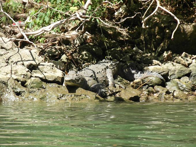 V kaňonu Del Sumidero ve státě Chiapas lze spatřit i krokodýla.