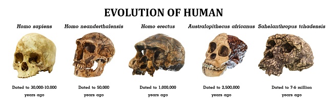 Evoluce lidské lebky.