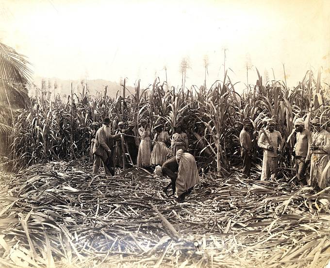 Otroci při sklizni cukrové třtiny.