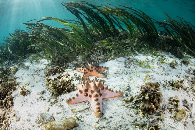 Podmořské ekosystémy je nutné chránit.