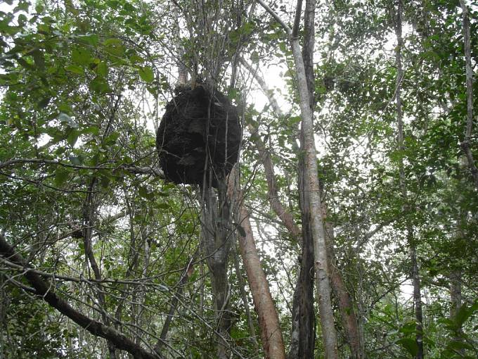 Ve stromech jsou často ukryta hnízda termitů, větší než lidská hlava.