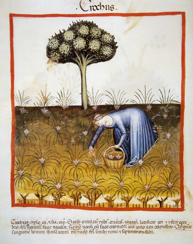 Středověká žena při sběru bylinek
