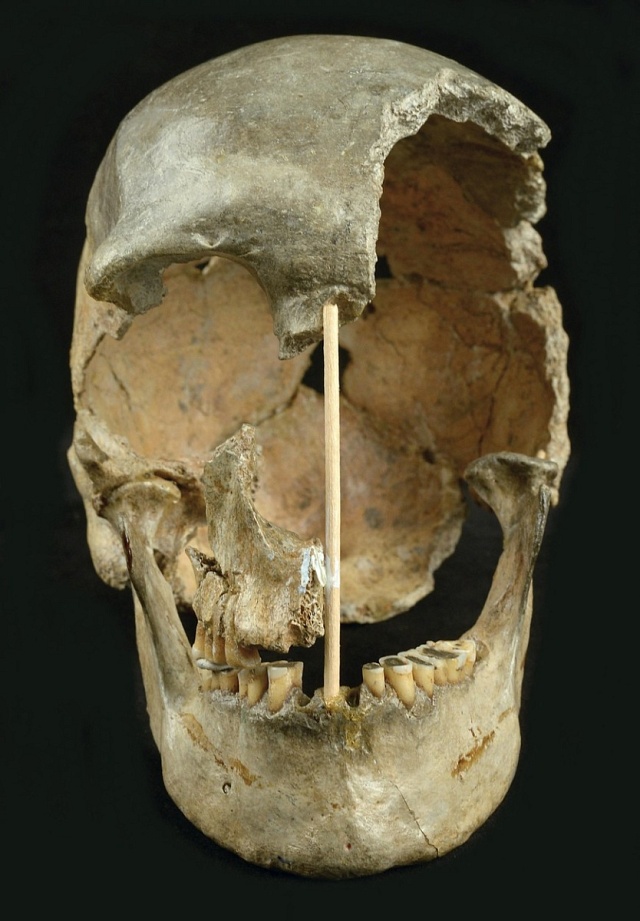 Lebka moderního člověka ženského pohlaví ze Zlatých kun. Genetické sekvenování lidských ostatků starých 45 000 let odhalilo dosud neznámou migraci do Evropy a ukázalo, že míšení s neandertálci bylo v tomto období běžnější, než se dosud předpokládalo.