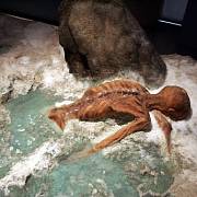Ötzi měl na zachovaném těle celkem jednoduchých 61 tetování,