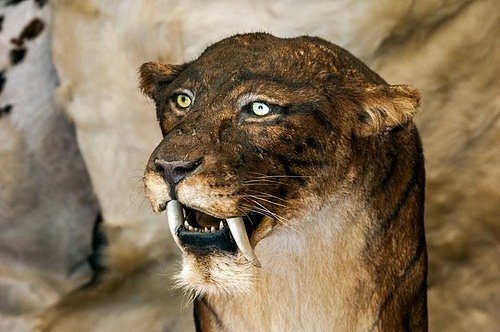 Nejzajímavějším na šavlozubém tygrovi byly jeho zhruba 30centimetrové zuby.