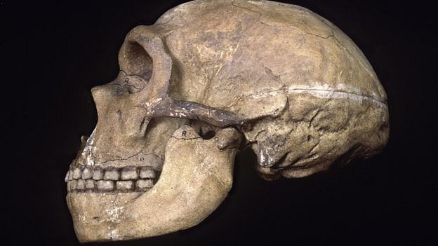 Neandertálec. V roce 1856 objevil profesor Carl Fullroth při procházce v údolí Neanderthal u německého Düsseldorfu zbytky lidské kostry. První prozkoumané fosilie pravěkého člověka spolu s Darwinovou teorií změnily pohled na pravěk.