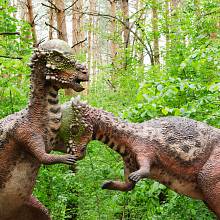 Pachycephalosaurus. Používal k boji o samice svoji hlavu?