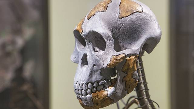 Nejstarší lidský obratel starý 1,5 milionu let byl objeven v Izraeli. Ilustrační foto